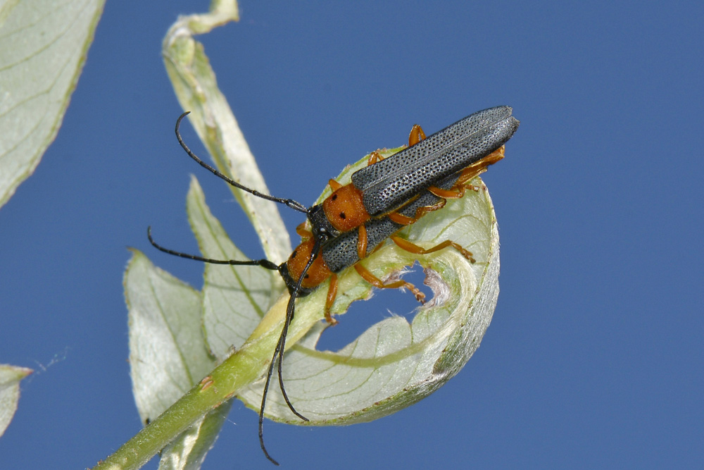 Oberea oculata